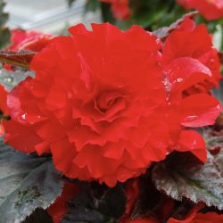 Begonia  I’Conia Red