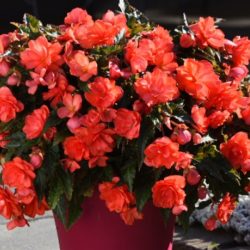 Begonia – I’Conia – Miss Malibu Hanging Basket