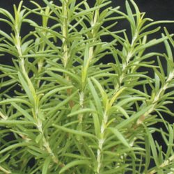 Barbecue Rosemary