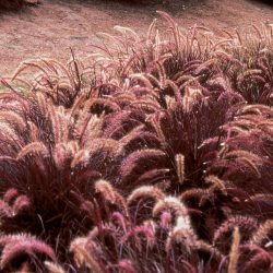 Pennisetum Setaceum “Dwarf Rubrum” Grass