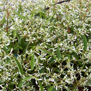 Euphorbia Loreen White